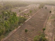 لاہورمیں اسموگ کے خأتمے کے لیے کرول جنگل میں دس ہزار پودوں کی شجرکاری