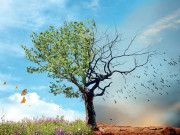 جنگی جنون ماحول کے لیے بھی ایک بڑا خطرہ