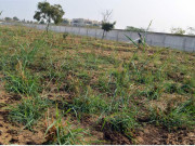 پاکستانی ماہرین نے تھورزدہ زمین پر جانوروں کے لئے مفید چارہ اگانے میں کامیابی حاصل کرلی