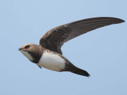 ابابیل زمین پر اترے بغیر مسلسل 10 ماہ تک پرواز کرتی ہے