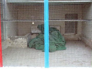 رانی باغ انتظامیہ کی غفلت سے تباہچڑیا گھر بھی اجڑگیا