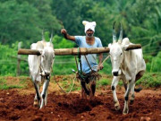 بھارت  جہاں ہر روز 46 کسان خودکشی کرتے ہیں