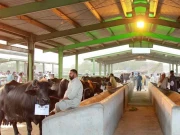 پنجاب کیٹل مارکیٹ مینجمنٹ اینڈ ڈویلپمنٹ کمپنی میں مالی بے ضابطگیوں کا انکشاف