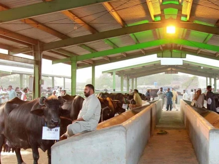 پنجاب کیٹل مارکیٹ مینجمنٹ اینڈ ڈویلپمنٹ کمپنی میں مالی بے ضابطگیوں کا انکشاف