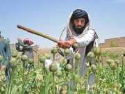 دہشت گرد نیٹ ورکس پر چلنے والی طالبان رجیم  نے خطہ کیلئے خطرات بڑھا دئیے