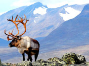 قطب شمالی میں آب و ہوا کی تبدیلی