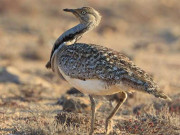 تلور کا شکار عرب شہزادوں کو جاری لائسنس بظاہر قانونی نہیں لاہور ہائیکورٹ