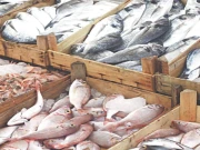 پاکستان کی فشریز انڈسٹری کی برآمدات میں اضافہ