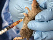 چوہوں سے پھیلنے والا مرض ’لاسا بخار‘