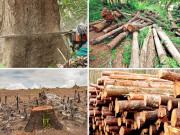 مٹتے جنگل اور تباہی کی طرف جاتی زمین