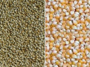 باجرہ اورمکئی کی 9 نئی ہائبرڈ اقسام کاشت کیلیے منظور