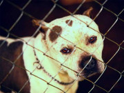 جاسوس کبوترکے بعد خودکش کتے بدحواس بھارتی میڈیا کا نیا الزام