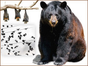 وحشی جانوروں کے حملے نے انسانی بستیوں میں دہشت پھیلادی