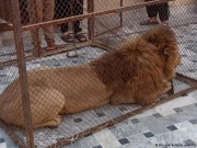 لاہور: خطرناک جانوروں کو گھر میں رکھنے والوں کے خلاف کریک ڈاؤن، 26 شیر برآمد