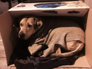 انگلستان کے نرالے کتے