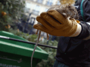 پیرس کے میئر کا چوہوں سے جنگ لڑنے کا فیصلہ