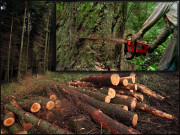 تیزی سے کٹتے جنگلات پاکستان ماحولیاتی تنزلی کا شکار ہونے کو ہے