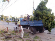 درختوں کی کٹائی سے سالانہ 27 ہزار ایکڑ اراضی بنجر ہونے لگی