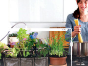 کچن کو باغیچہ بنائیں سبزیاں اُگائیں