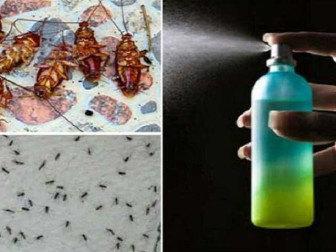 عیدالاضحیٰ پر لال بیگ اور کیڑے مکوڑوں سے کیسے بچیں؟ ماہرین نے اہم احتیاطی تدابیر بتادیں