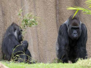 انجمنِ دُم پسند مصنفین