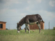 ایک گدھے کی التجا