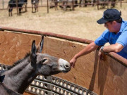 امریکا میں گدھے کو تھپڑ مارنے پر نوجوان کے خلاف مقدمہ درج