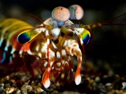 دنیا میں سب سے زوردار مُکا کون مارتا ہے؟