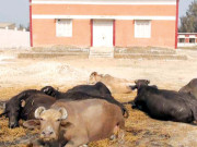 حیدر بخش جتوئی کالج پر قبضہ مافیا کا راج 