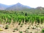 قدرتی ماحول کی بحالی کیلئے کے پی حکومت کا اہم اقدام