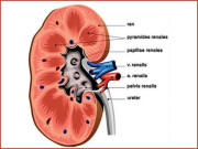 کریٹی نن کی زیادتی… ایک خطرہ