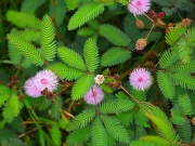 بارش کی پیشگوئی کرنے والے درخت