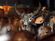 بھارت میں گائے بیل بھینس اونٹ ذبح کرنے پر پابندی