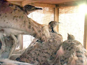 بجٹ میں ’’تلور ڈپلومیسی‘‘ کے لیے بھی فنڈز مختص