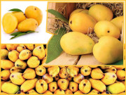 الف سے ’آم شریف‘