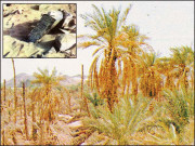 نُصرت الٰہی کا شاہ کار جنگ بدر