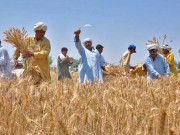 بھارت میں31 لاکھ کسانوں کے قرضے معاف کرنے کا اعلان