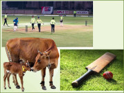 مین آف دی میچ کو گائے اور باقی کھلاڑیوں کو بچھڑے