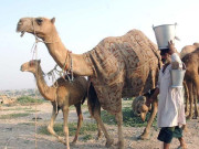 اونٹنی کے دودھ کی اہمیت نوعیت اور افادیت حصہ دوم