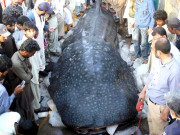مچھیروں نے7 میٹر طویل اور3 ٹن وزنی شارک مچھلی فش ہاربر پہنچا دی  