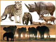 شکار۔۔۔ آپ اپنی تباہی کا مشغلہ