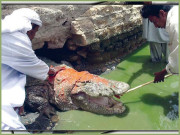 مگرمچھ جو انسانوں کو کچھ نہیں کہتے