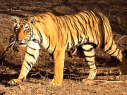 آزاد کشمیر میں چیتے کو انسانی خون کی لت پڑ گئی، 24 گھنٹے میں شہری پر دوسرا حملہ