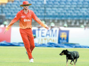 ہمبنٹوٹا کرکٹ اسٹیڈیم میں ہاتھی کے بجائے کتا گھس گیا