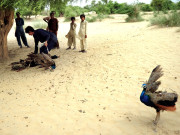 25واں روزتھرپارکراورسانگھڑمیں مزید 16 مور ہلاک