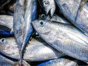 ہانگ کانگ کے سی فوڈ امپورٹر ٹونا خریدنے پہنچ گئے