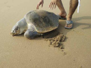 بحری حیاتیات کیلئے محفوظ ساحلی علاقے بھی بدحالی کا شکار