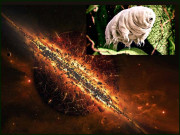 آبی ریچھ دنیا کی سب سے سخت جان مخلوق