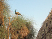 تھر عشق کی ہر دَم نئی بہار چھٹی قسط 