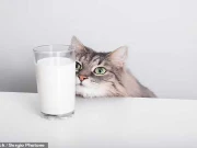 بلیوں کو دودھ ہرگز نہ پلائیں